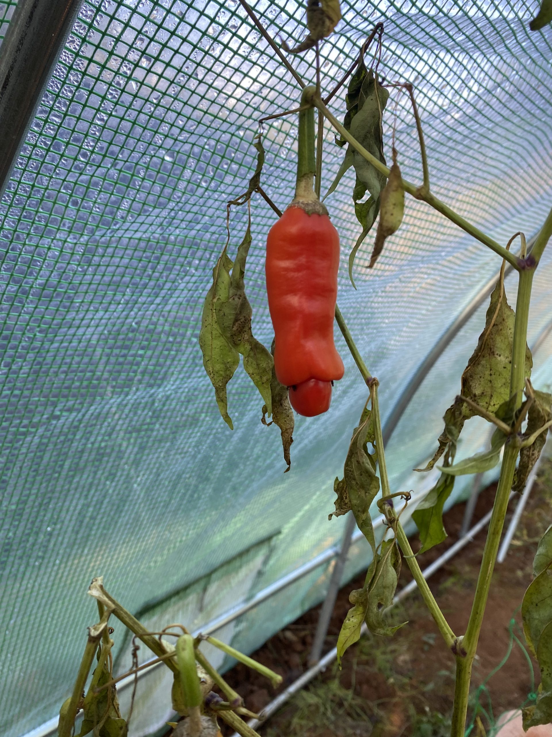 Graines Piment Pénis – Image 2