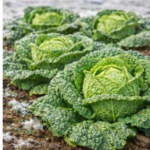 Graines Chou de Milan rustique