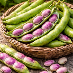 Graine de Fève Purple rain Précoce